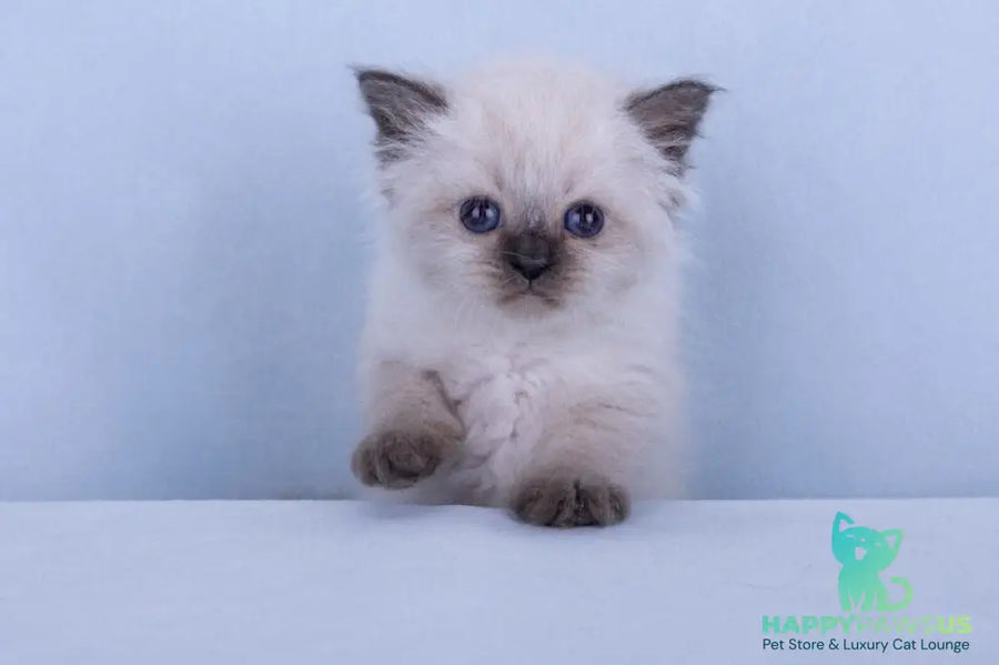 Iriska Siberian female black tabby pointed - live animals