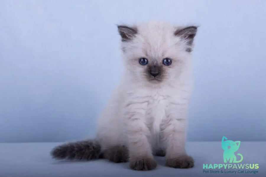 Iriska Siberian female black tabby pointed - live animals