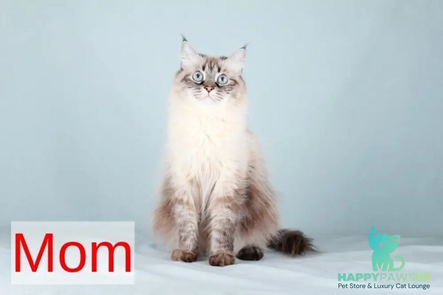 Iriska Siberian female black tabby pointed - live animals