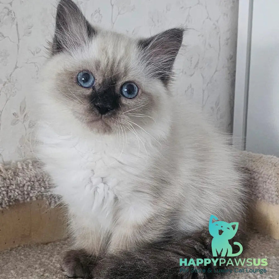 Iriska Siberian female black tabby pointed - live animals
