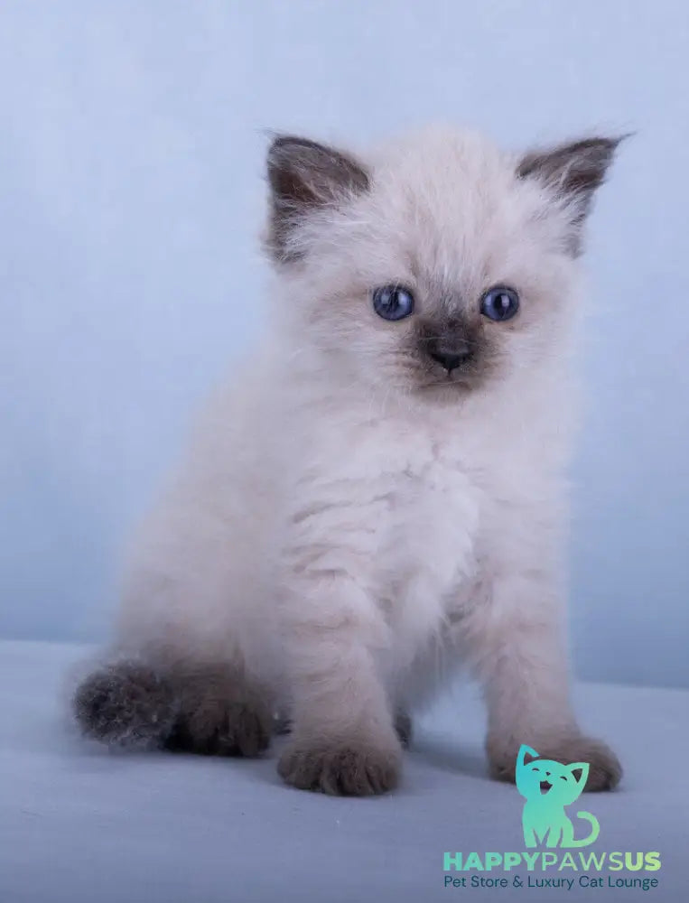 Iriska Siberian female black tabby pointed - live animals
