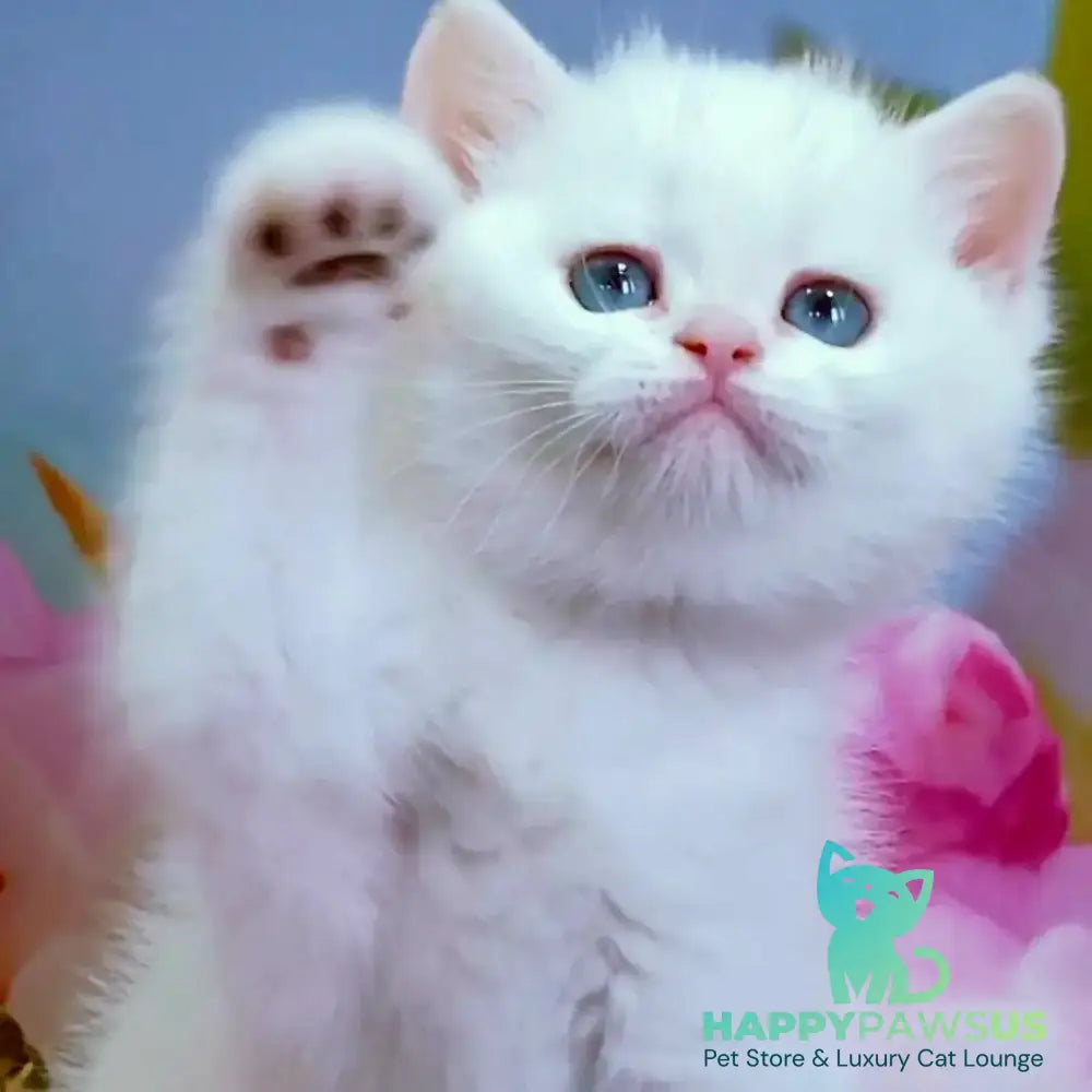 Irma British Shorthair female black golden shaded - live animals