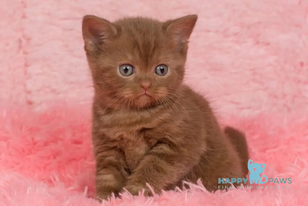 Irma British Shorthair female cinnamon live animals