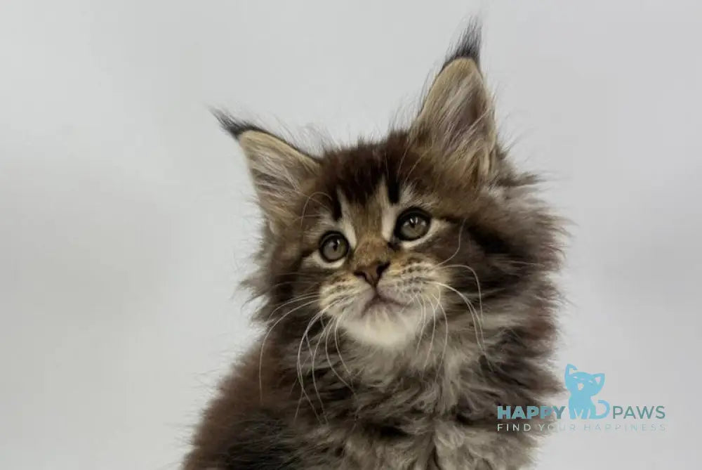 Irma Maine Coon female black tabby live animals