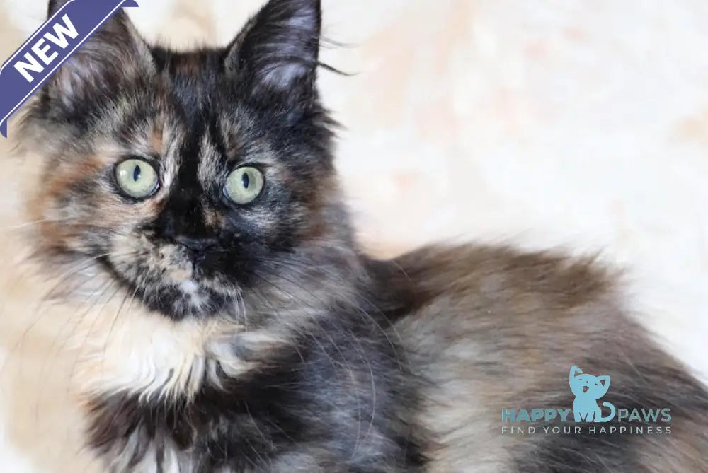 Irma Maine Coon female black tortie live animals