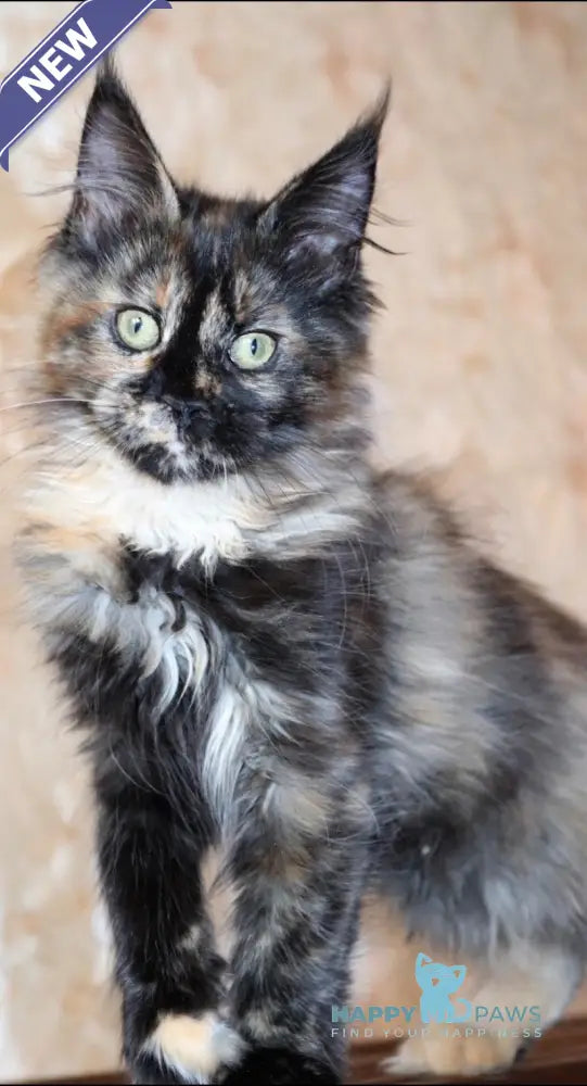 Irma Maine Coon female black tortie live animals