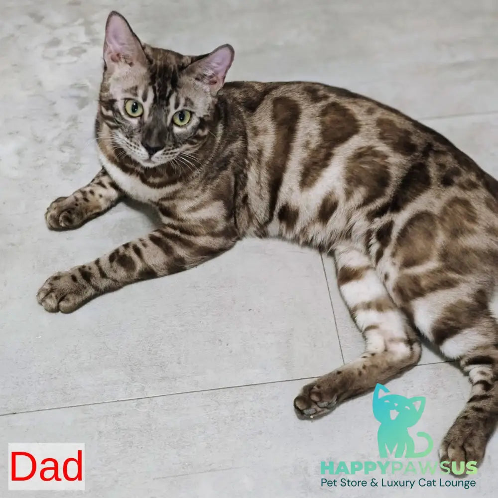 Iron Bengal male black amber spotted tabby pointed - live animals