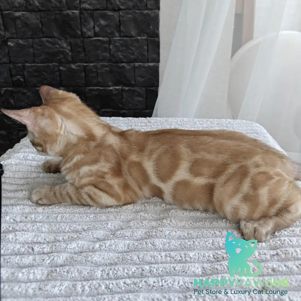Iron Bengal male black amber spotted tabby pointed - live animals