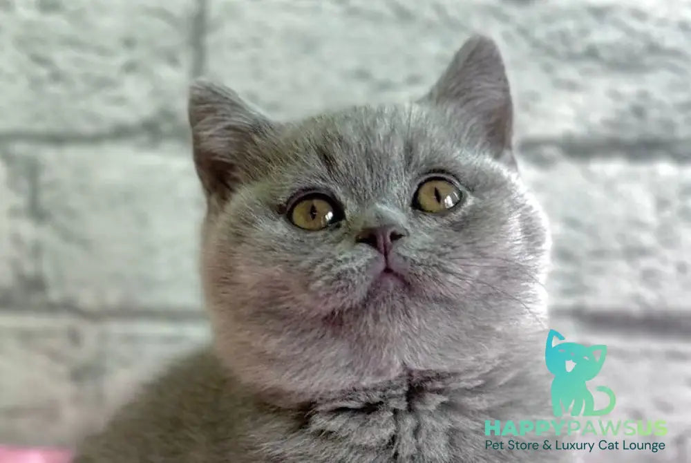 Iron British Shorthair male blue live animals