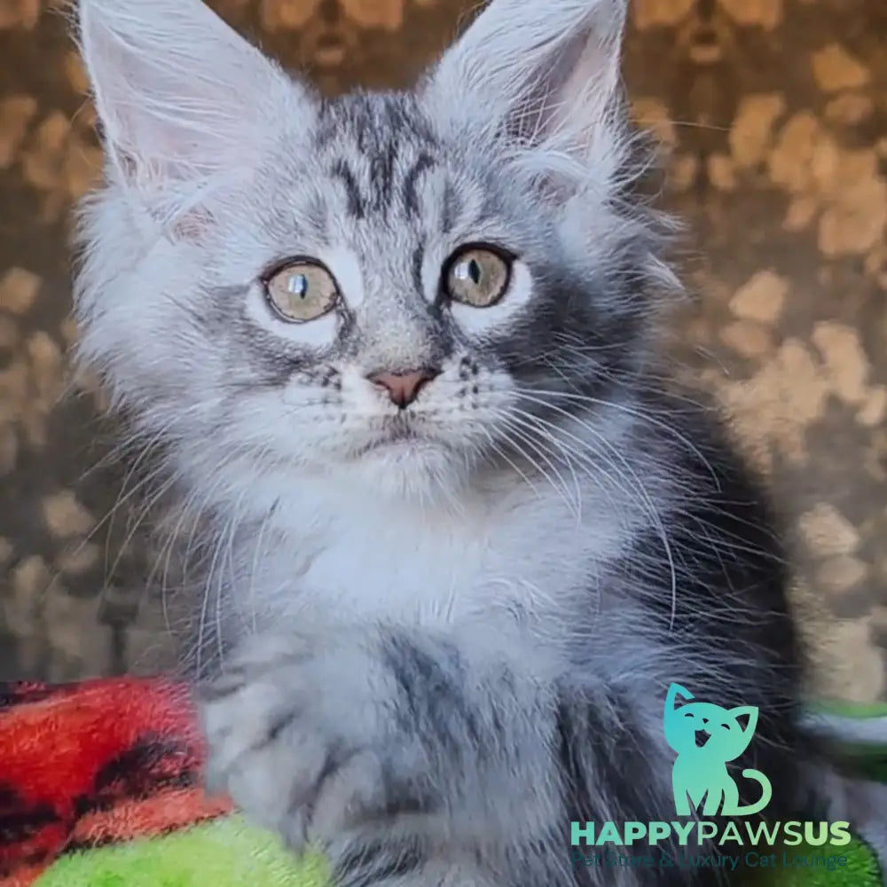 Iron Maine Coon male black silver tabby - live animals