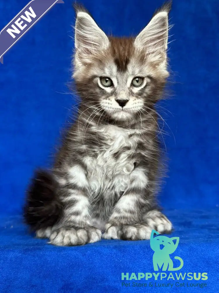 Iron Maine Coon polydactyl male black silver tabby - live animals
