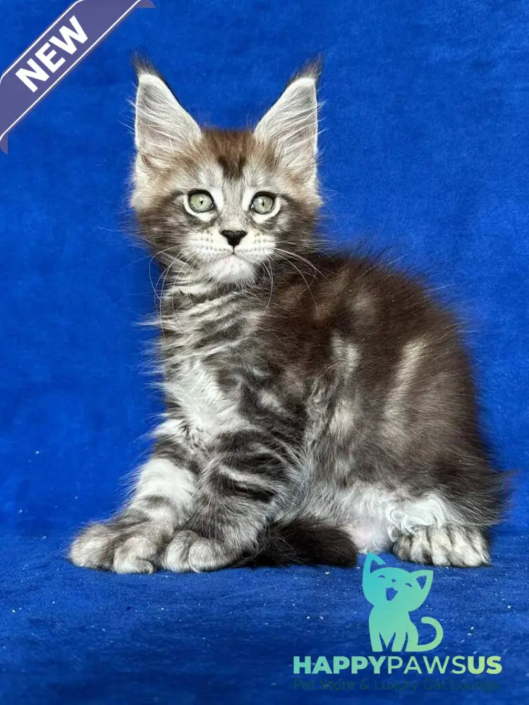 Iron Maine Coon polydactyl male black silver tabby - live animals