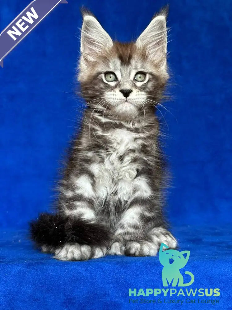 Iron Maine Coon polydactyl male black silver tabby - live animals