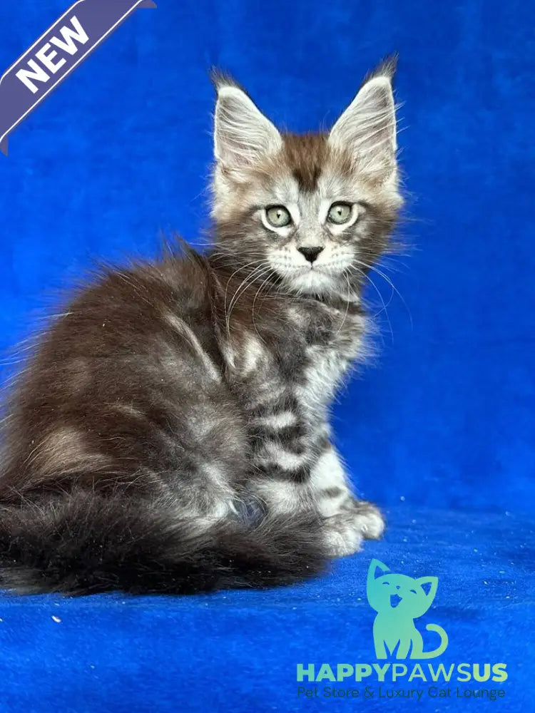 Iron Maine Coon polydactyl male black silver tabby - live animals