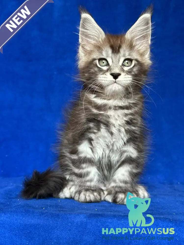 Iron Maine Coon polydactyl male black silver tabby - live animals