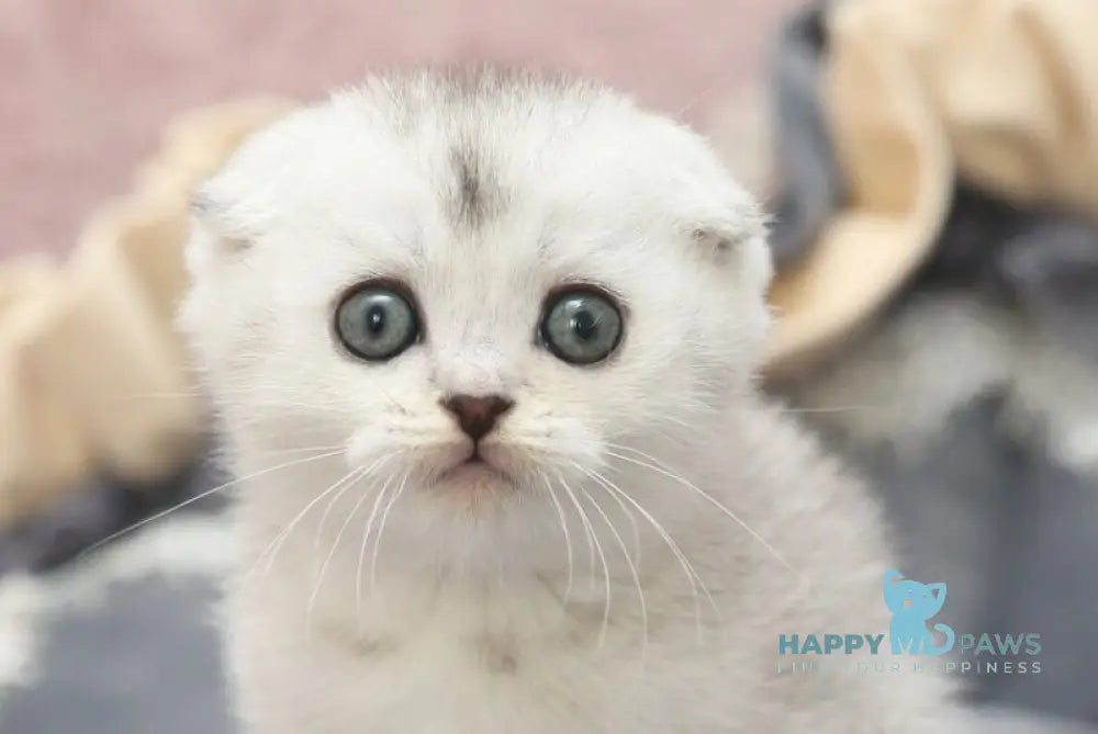 Iron Scottish Fold male black silver shaded live animals