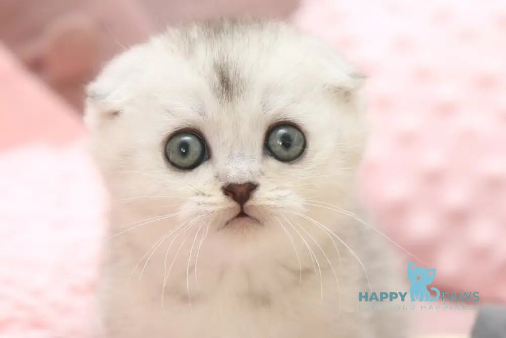 Iron Scottish Fold male black silver shaded live animals