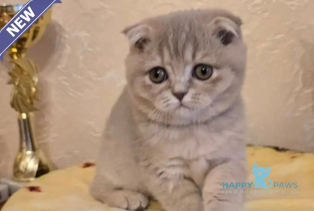 Iron Scottish Fold male lilac spotted tabby live animals