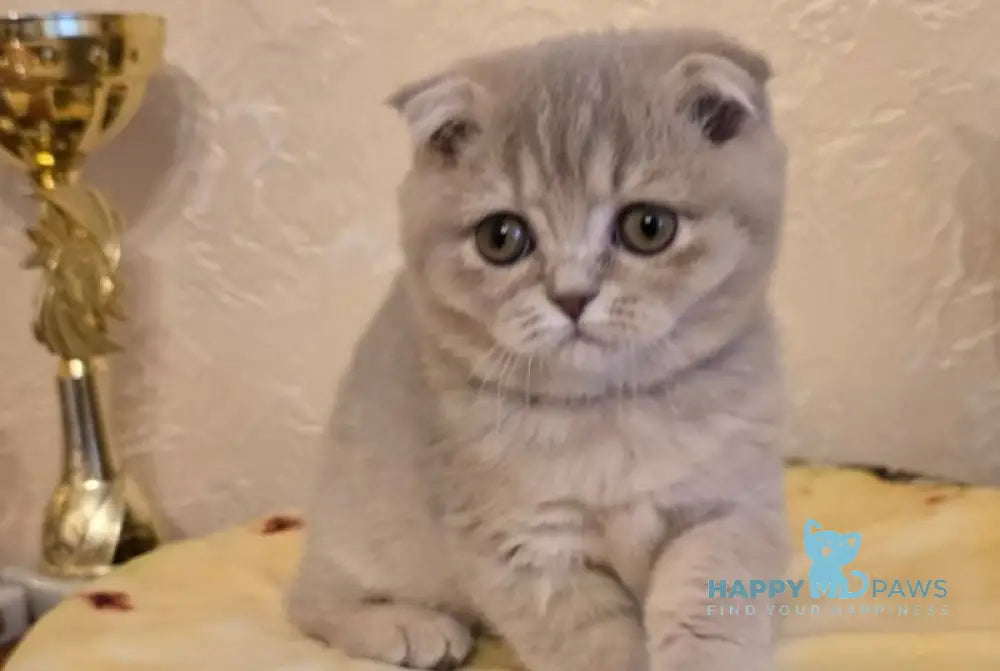Iron Scottish Fold male lilac spotted tabby live animals