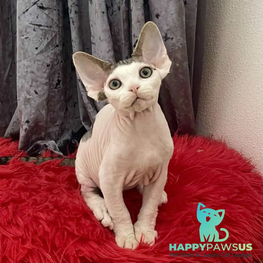 Iron Vale Devon Rex male black van spotted tabby - live animals