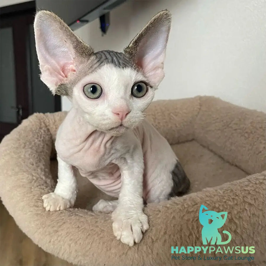Iron Vale Devon Rex male black van spotted tabby - live animals