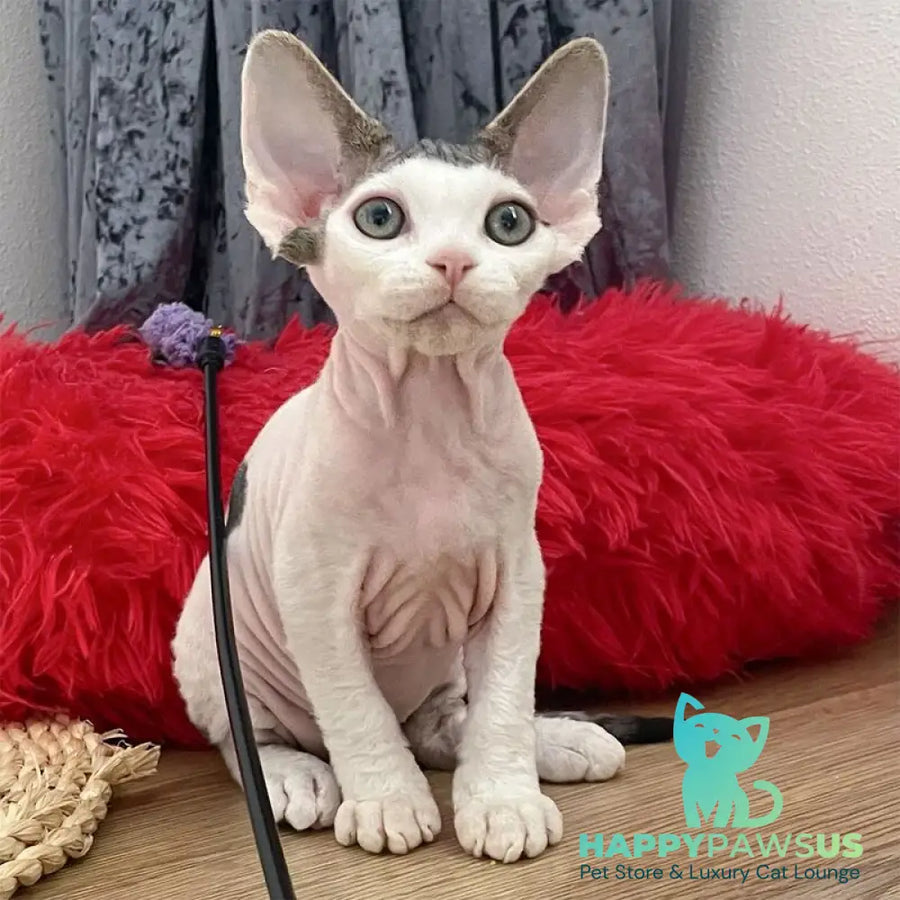 Iron Vale Devon Rex male black van spotted tabby - live animals