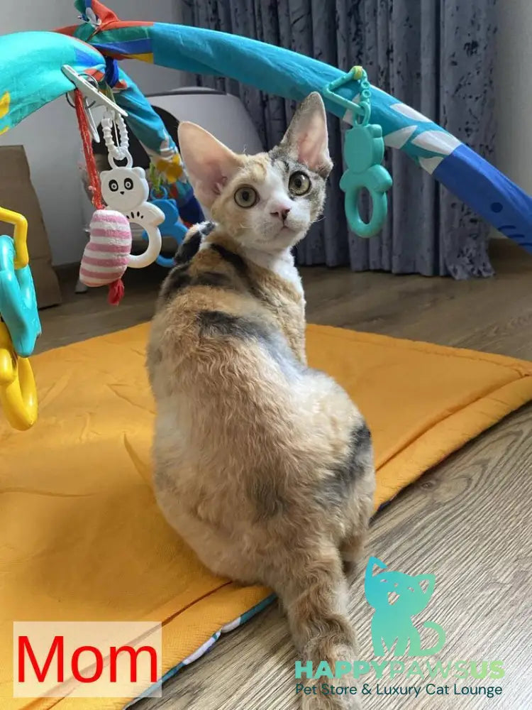 Iron Vale Devon Rex male black van spotted tabby - live animals