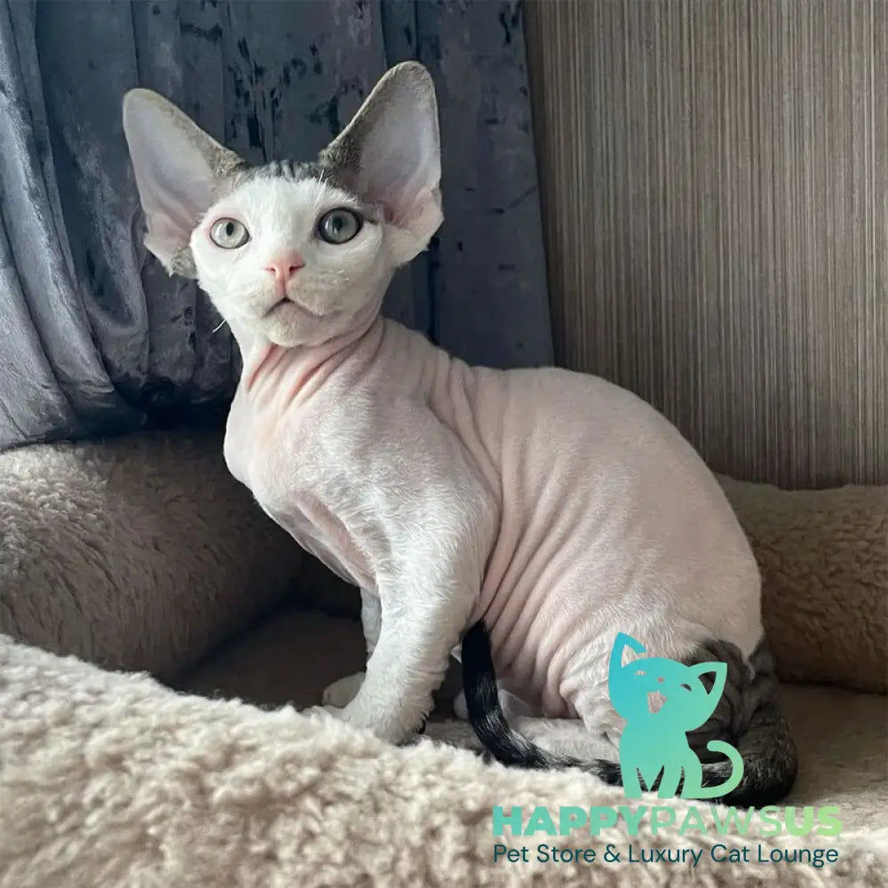 Iron Vale Devon Rex male black van spotted tabby - live animals