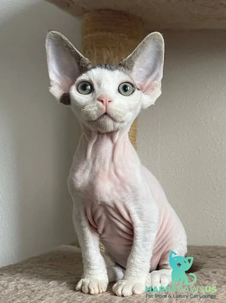 Iron Vale Devon Rex male black van spotted tabby - live animals