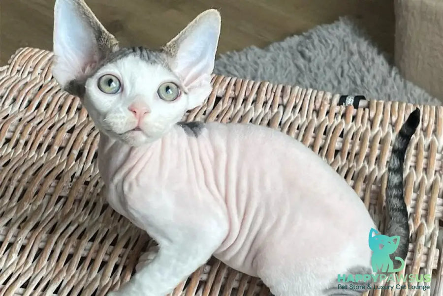 Iron Vale Devon Rex male black van spotted tabby - live animals