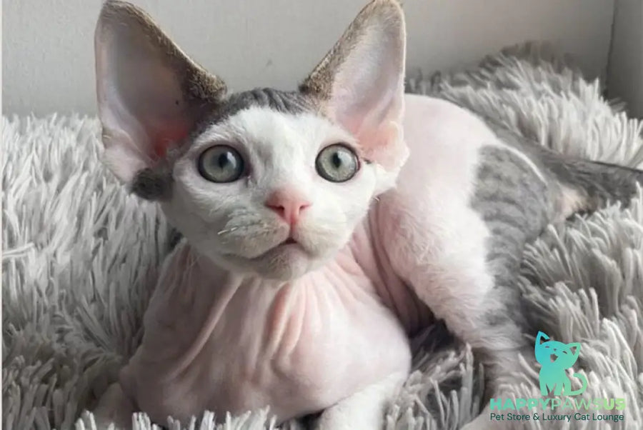 Iron Vale Devon Rex male black van spotted tabby - live animals