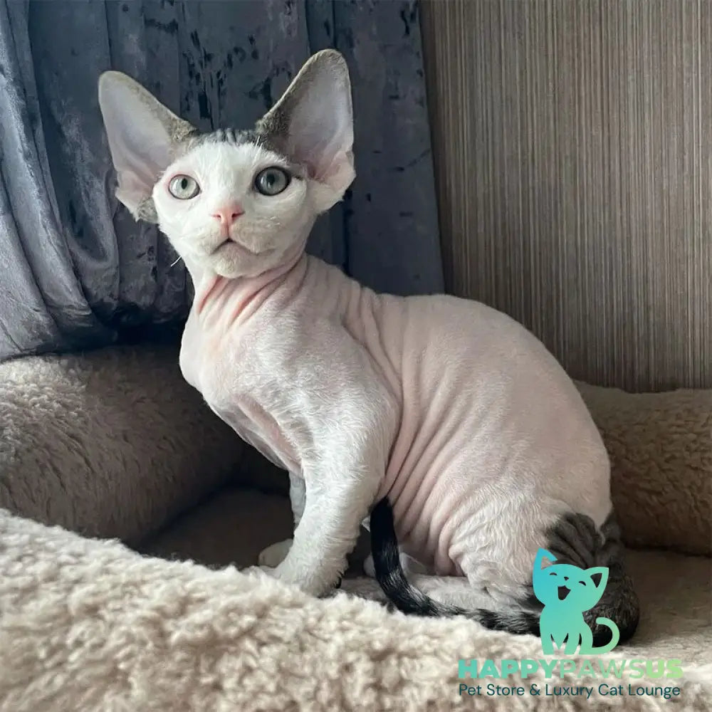 Iron Vale Devon Rex male black van spotted tabby - live animals
