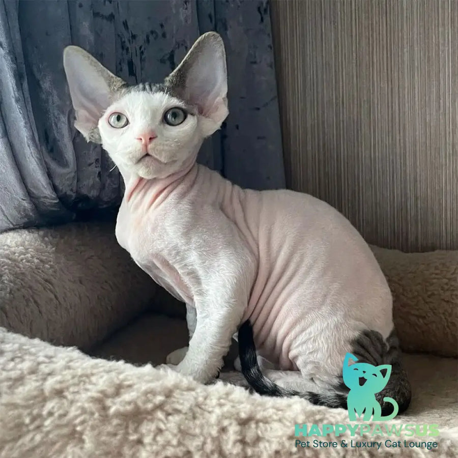 Iron Vale Devon Rex male black van spotted tabby - live animals