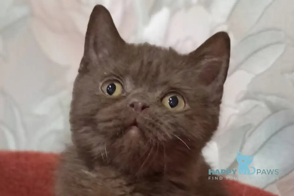 Irtysh British Shorthair male chocolate live animals