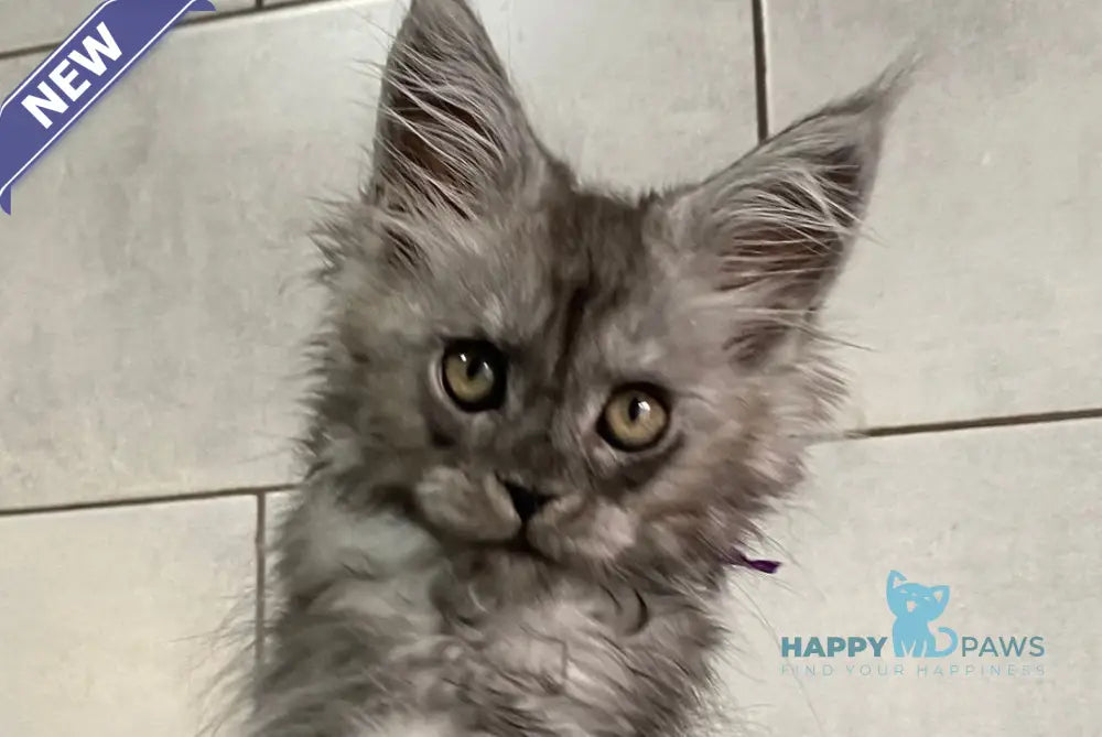 Irutup Maine Coon polydactyl male black silver live animals