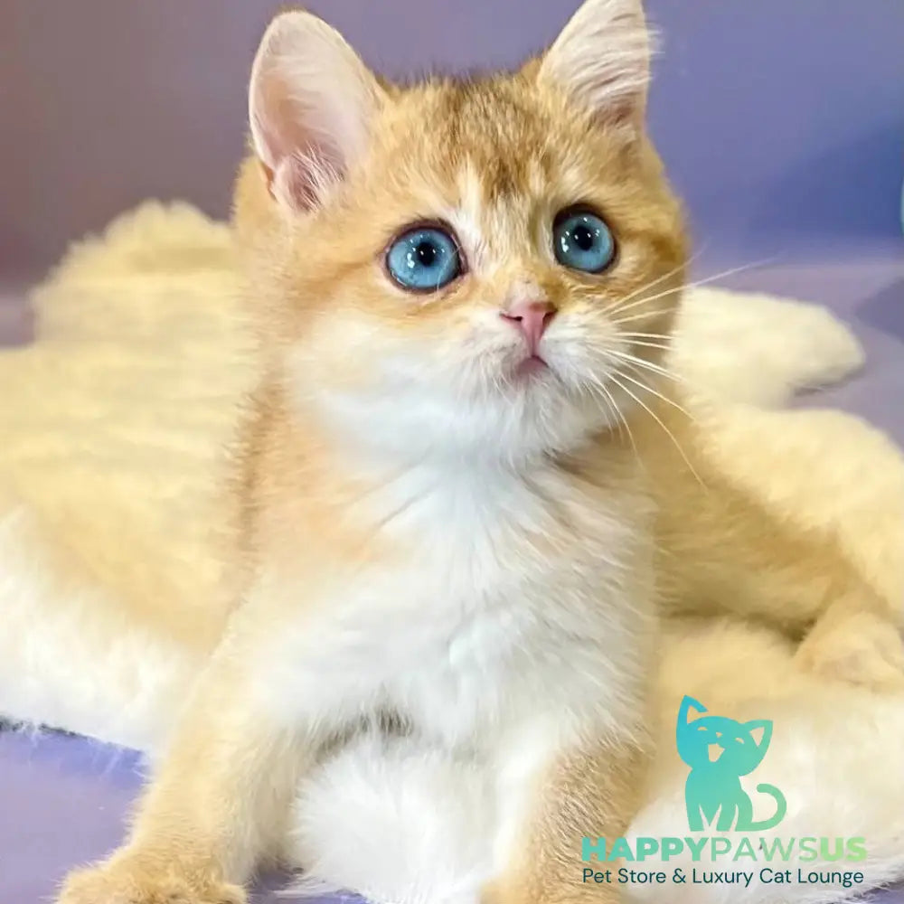 Irvin British Shorthair male black golden shaded - live animals
