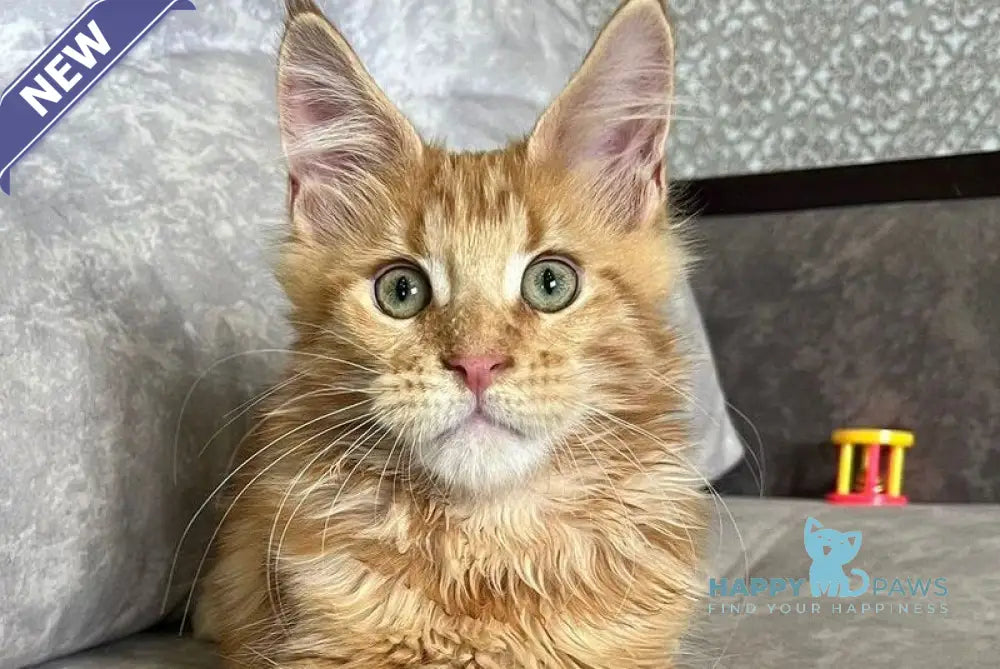 Irvin Maine Coon male red tabby live animals
