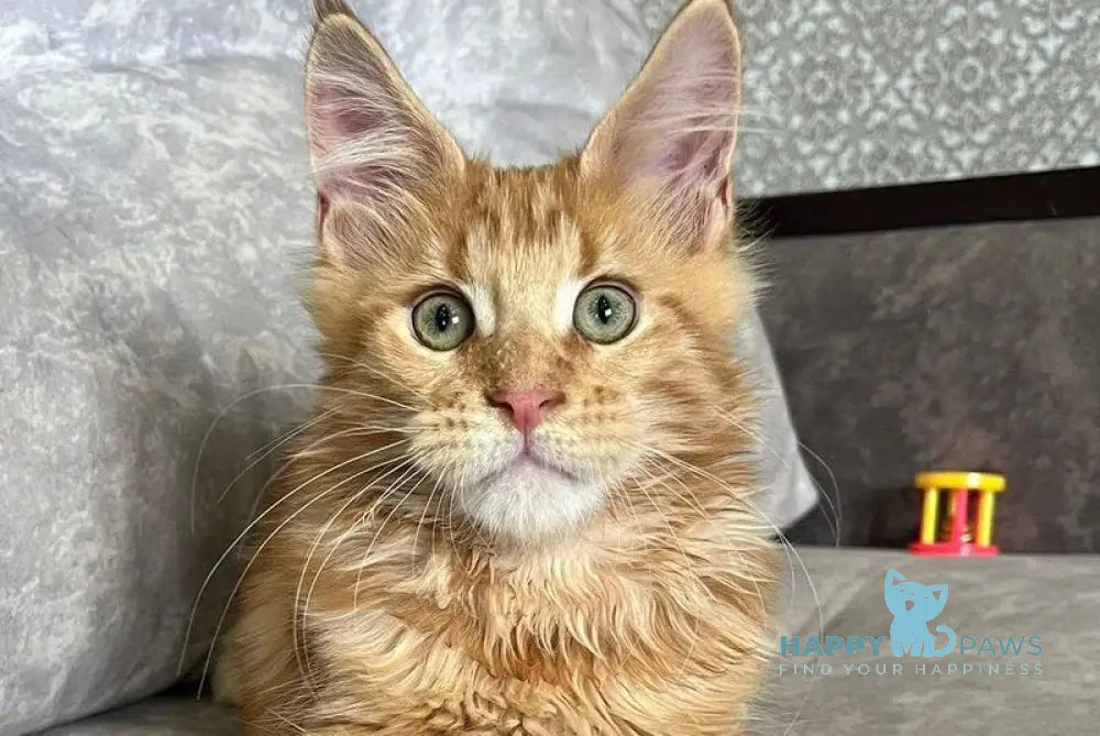 Irvin Maine Coon male red tabby live animals