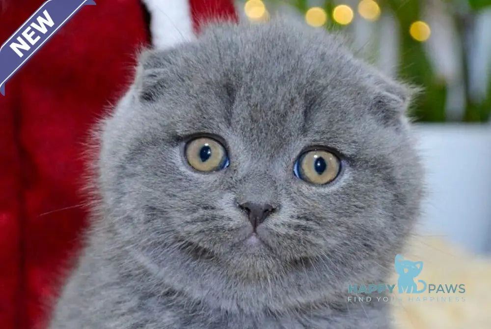 Irvin Scottish Fold male blue live animals