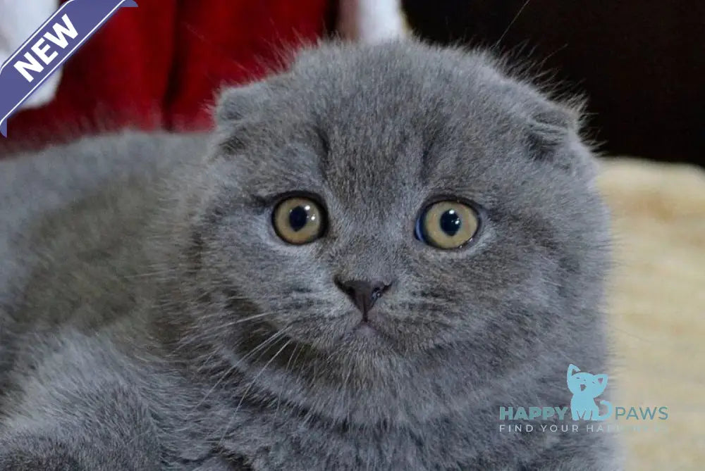 Irvin Scottish Fold male blue live animals