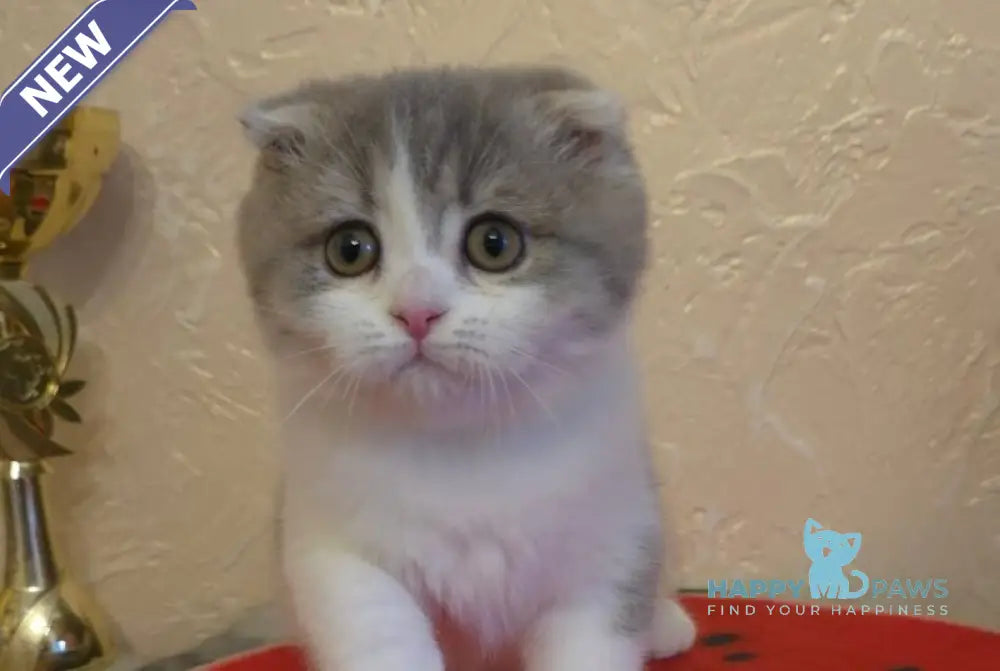 Irvin Scottish Fold male blue spotted tabby bicolour live animals