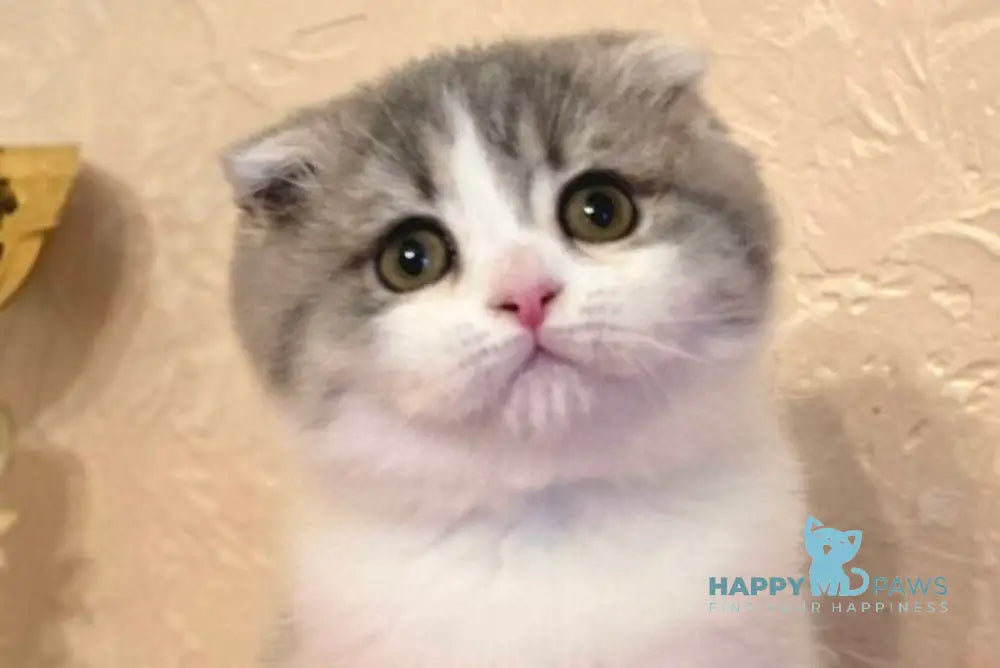 Irvin Scottish Fold male blue spotted tabby bicolour live animals