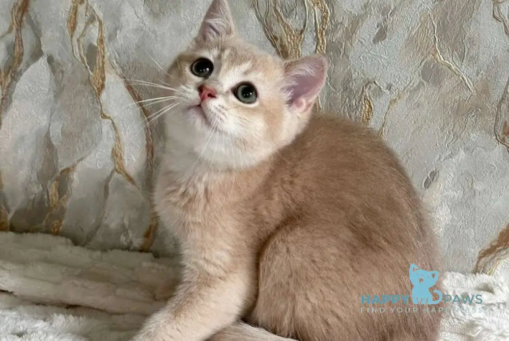 Irvin Scottish Straight male lilac golden ticked tabby - live animals