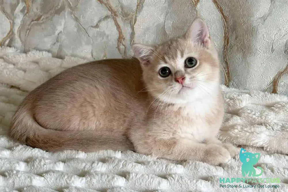 Irvin Scottish Straight male lilac golden ticked tabby - live animals