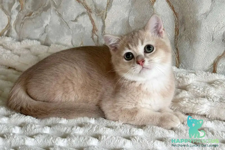 Irvin Scottish Straight male lilac golden ticked tabby - live animals