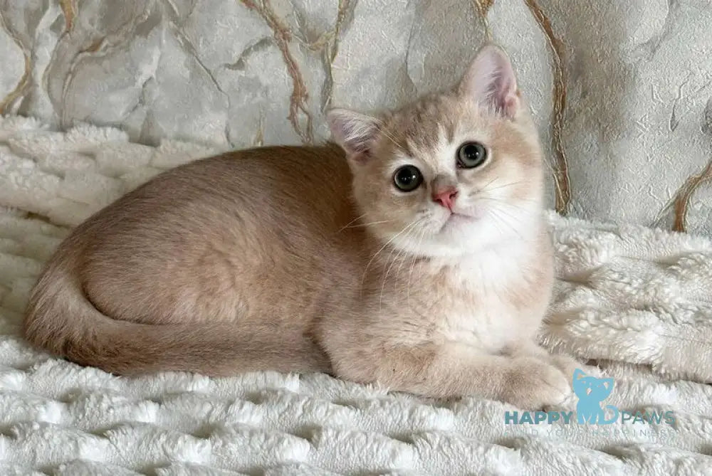 Irvin Scottish Straight male lilac golden ticked tabby - live animals