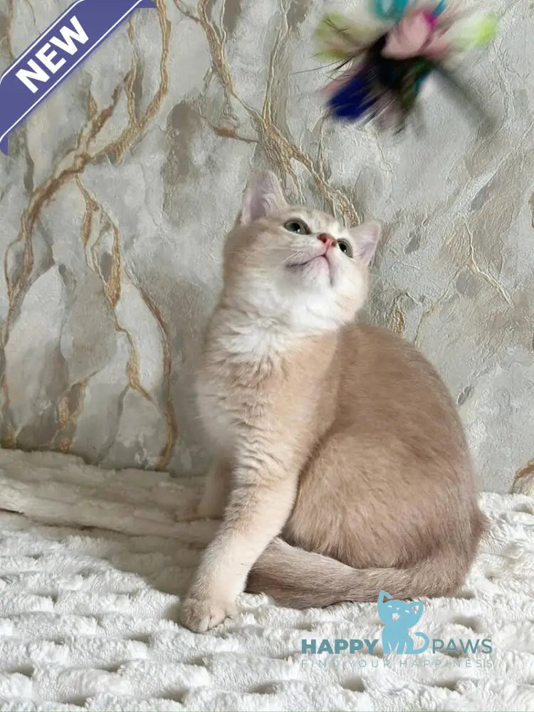 Irvin Scottish Straight male lilac golden ticked tabby - live animals