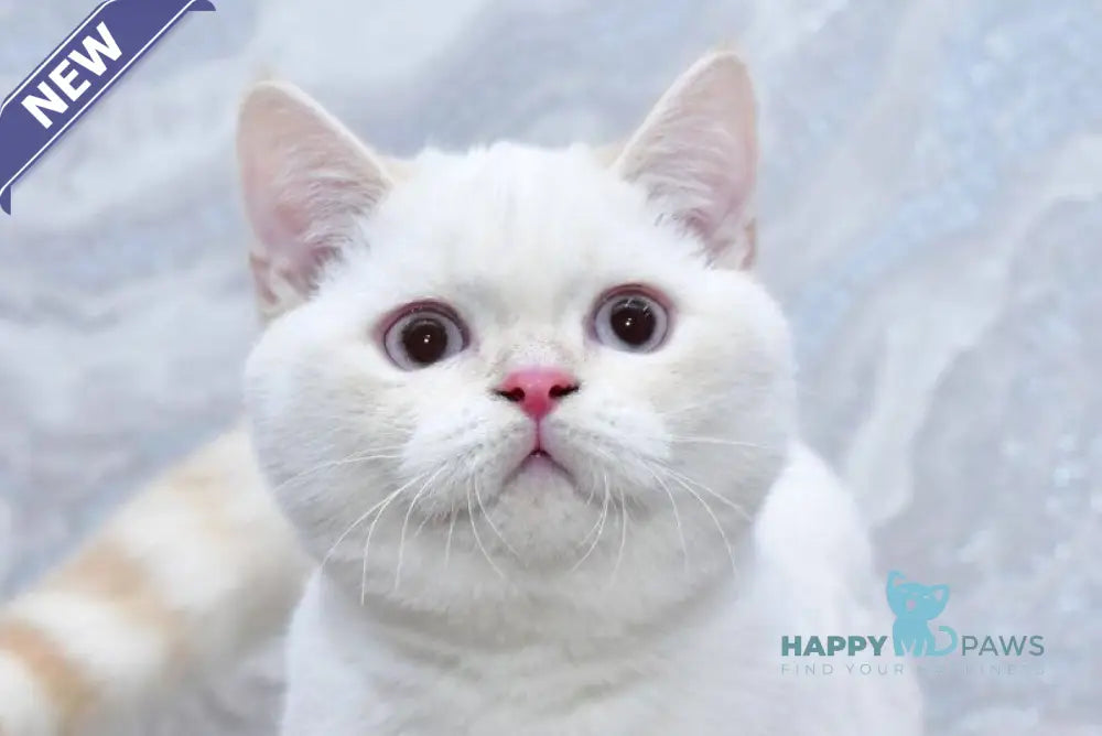 Irvin Scottish Straight male red tabby pointed live animals