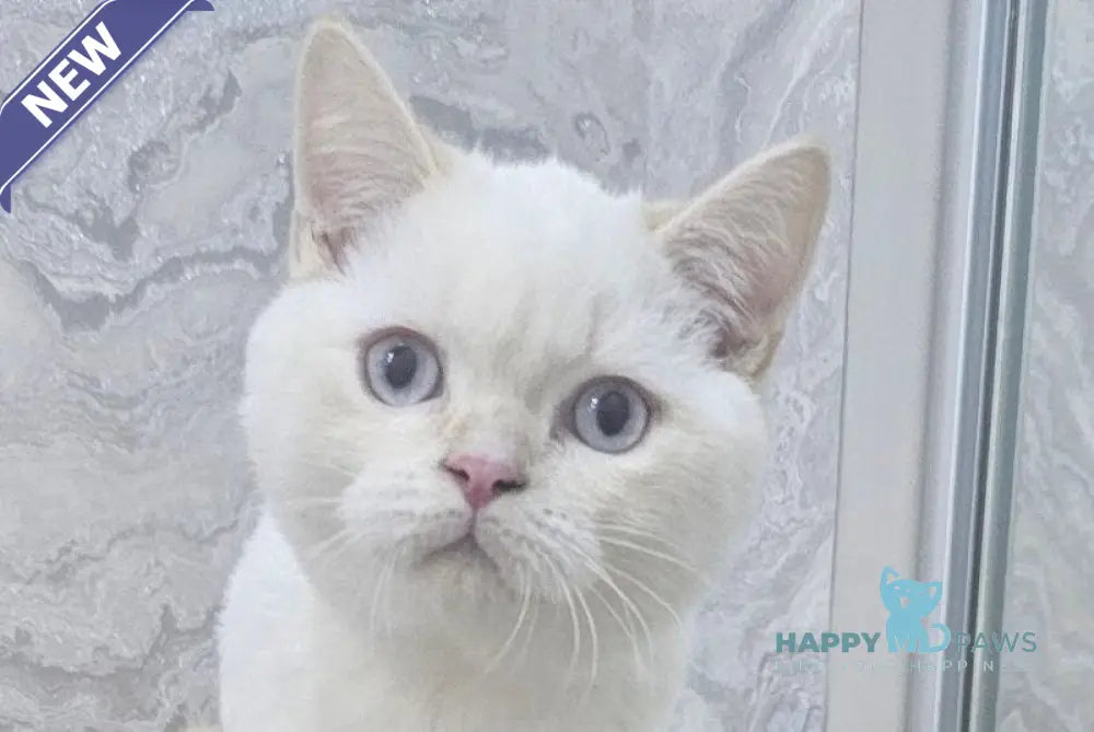 Irvin Scottish Straight male red tabby pointed live animals