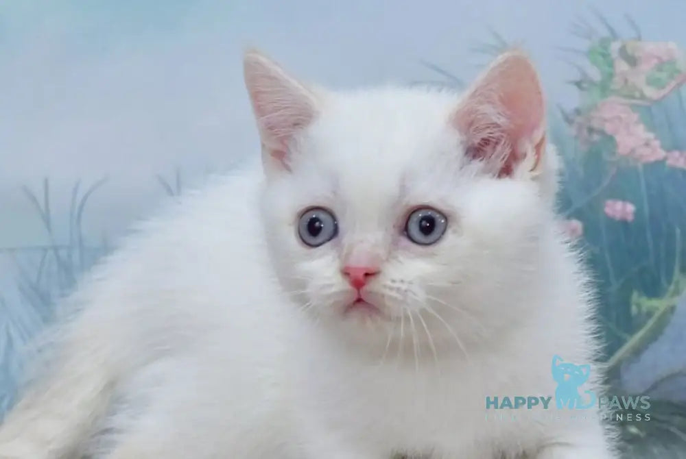 Irvin Scottish Straight male red tabby pointed live animals